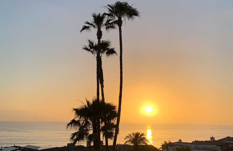 palms